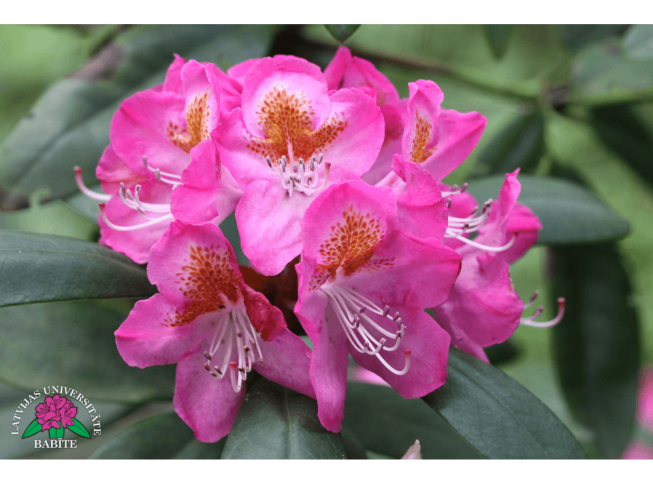 Rhododendron   'Midsummer'